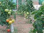 PICT0223.JPG