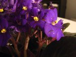 chenille saintpaulia 007.jpg