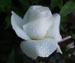 rose rosée.png