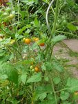 31 juillet sun sugar pleine terre.JPG