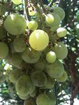 IMG_05745.JPG