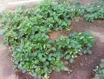 le resultat de 10 plants mis en terre il y a 3 ans