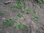 DSCF1404.JPG