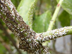 parasite_100731_1.jpg
