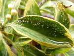 parasite_100731_2.jpg