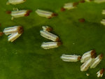 parasite_100731_3.jpg