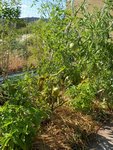 tomates 31.07.jpg