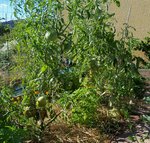 tomates.jpg