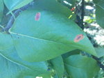 Quelques feuilles semblent porter trace de la rouille ?