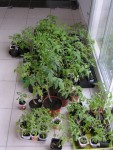 PICT0007.JPG