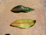 KUMQUATIER TOULON 001.jpg