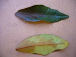 KUMQUATIER TOULON 002.jpg