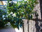 KUMQUATIER TOULON 003.jpg