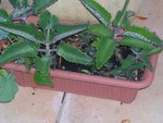 DSCN4105.JPG