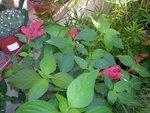 DSCN4098.JPG