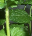 La photo est flou, mais l'on voit sur le pied de menthe une colonie d'insecte immobile