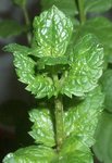 Sur la photo l'on voit les insectes sur le pied, certaine petite verte et d'autre grosse plus foncé.
