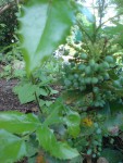 DSC01326.JPG