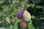 DSC08156.jpg