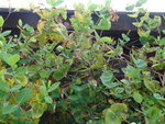 DSC00675.JPG
