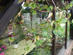 DSC00677.JPG