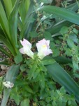 DSC01323.JPG