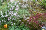 arabis et saxifrages.jpg