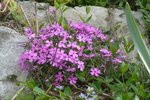 phlox subulata rose.jpg