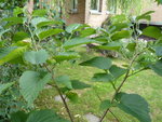 plante