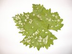 maladie vigne.jpg