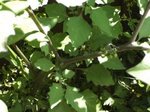 BILD1011 - Copie [320x200].JPG