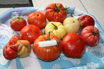 tomatoes!!.jpg