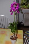 fleur 070.jpg