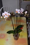fleur 071.jpg