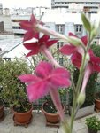 fleur non identifiée.jpg