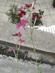 fleur inconnue.jpg