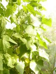 melons sous serre 04-08.jpg