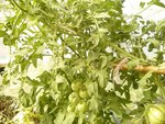 tomates liguria et montfavets sous serre 04-08.jpg