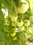 tomates 04-08.jpg