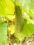 concombre sous serre 04-08.jpg