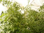 tomates sous serre 04-08-2010.jpg