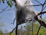 HPIM1680_tent_caterpillar_WL.jpg