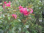 rose_1.jpg
