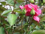 feuil_rose_2_r.jpg