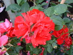 RosaHamburgerPhonixDSCF0024.JPG