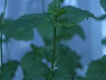 Le même pied de menthe mais cette fois sans les bébêtes