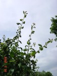 DSC00871.JPG