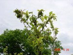 DSC00875.JPG