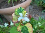 la fleur un peu grignotée