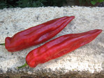 poivron leari 2.JPG